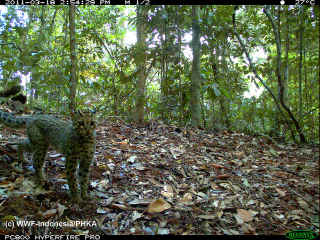 Illustration for article titled The Very Best Camera Trap Photography